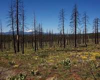 Forest fires contributed to record global tree cover loss