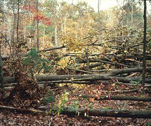 Study: Windblown forests best left alone