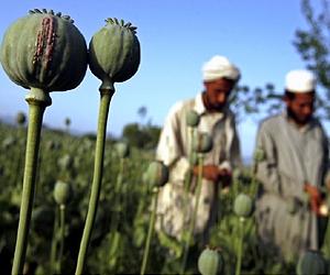 Counter-insurgency zeal grips eastern Afghanistan