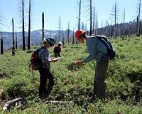 As California wildfires burn, southern plant species are shifting northward