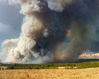 Examining forest resilience in the face of fires
