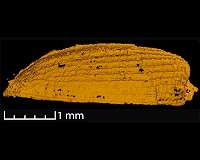 3-D-modeling of food residues in 230 million years old fossil feces