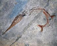 Testing the fossil record