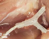 3-D printed guide helps regrow complex nerves after injury