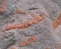 550 Million Year Old Fossils Provide New Clues about Fossil Formation