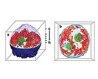 MIT Creates 3-D Images Of Living Cell