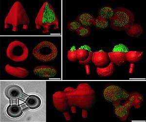 3-D printed microscopic cages confine bacteria in tiny zoos for the study of infections