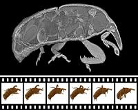 3D X-ray Film: Rapid Movements in Real Time