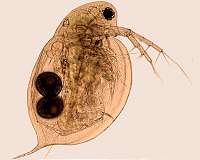 'Resurrecting' tiny lake lifeforms to study evolutionary responses to pollution