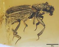 Clemson scientist unravels the mysteries of a beetle that lived a million centuries ago