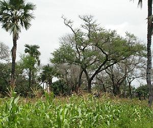 Scientists Find That Evergreen Agriculture Boosts Crop Yields
