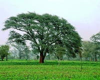 Time Of Day Matters To Thirsty Trees