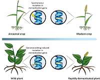 Researchers propose using CRISPR to accelerate plant domestication