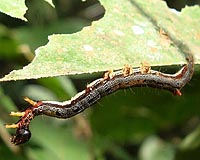 Liberia invaded by crop-eating caterpillars again: ministry