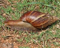Florida's giant snails prove to be a slippery foe