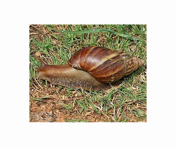 Florida hurries to catch fast-spreading snail invasion