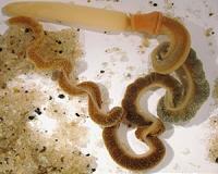 Acorn worm genome reveals gill origins of human pharynx