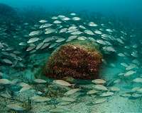 New application for acoustics helps estimate marine life populations