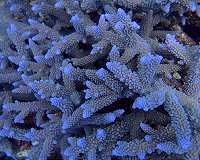 Great Barrier Reef almost drowned; climate implications