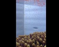 New theory of Okinawan coral migration and diversity proposed