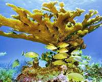 Scientists look to coral insides for evidence of environmental damage