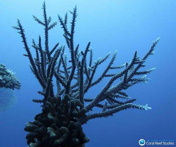 Half a trillion corals: world-first coral count prompts rethink of extinction risks