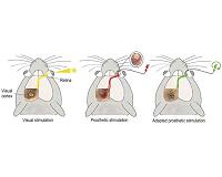Artificial retinas : promising leads towards clearer vision