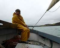 'Inefficient' sailing fleet keeps oyster fishery alive