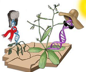 Progress Towards Developing Plants That Accommodate Climate Change