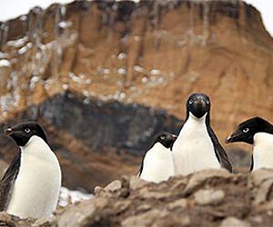 Climate change winners: Adelie penguin population expands as ice fields recede