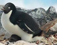 NASA-Funded Competition Rewards Efforts To Predict Penguin Populations
