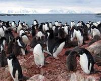 Study reveals strong links between Antarctic climate, food web