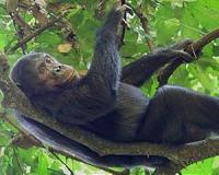 The parasite that escaped out of Africa