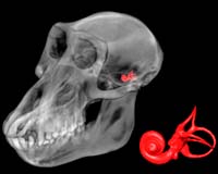 A New Approach To Reconstructing The Biology Of Extinct Species