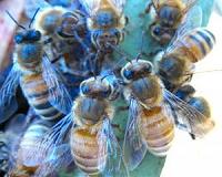 Bee biodiversity boosts crop yields