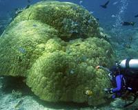 Florida Tech study finds climate refuges where corals survive, grow