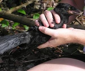 Without Intervention, Mariana Crow To Become Extinct In 75 Years