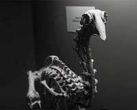 Origins of giant extinct New Zealand bird traced to Africa