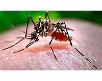 Warmer climate could lower dengue risk