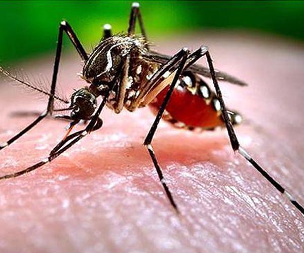 Climate change spurring surge in dengue, chikungunya: WHO