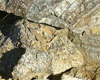 Lizards camouflage themselves by choosing rocks
