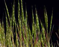 Genome of wheat ancestor sequenced