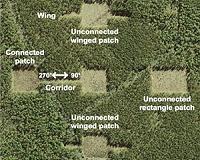 Study finds forest corridors help isolated plants disperse their seeds