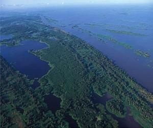 Field Museum scientists estimate 16,000 tree species in the Amazon