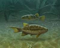 Fish fossils reveal how tails evolved, Penn professor finds