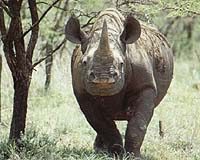 Tanzania to import 32 rhinos from South Africa