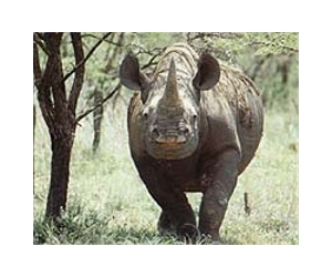 Texas hunters to auction permit to kill black rhino