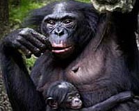 Bonobos Hunt And Eat Other Primates Too