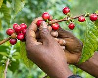 Colombia drought threatens one of world's top coffees