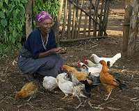 Diversity is key to sustainability for local chicken farming in Africa